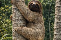 Sloth Watching, Miravalles Volcano, Hot Springs & Hidden Waterfall