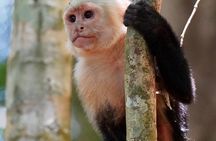 Manuel Antonio National Park Guide Hiking and Wildlife Experience