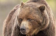 Banff: Twilight Wildlife-Alpine Lakes: Special Sunset Safari Tour