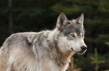 Banff: Twilight Wildlife-Alpine Lakes: Special Sunset Safari Tour