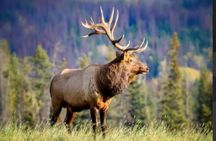 Banff: Twilight Wildlife-Alpine Lakes: Special Sunset Safari Tour