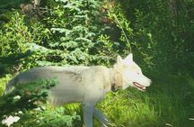 Banff: Twilight Wildlife-Alpine Lakes: Special Sunset Safari Tour