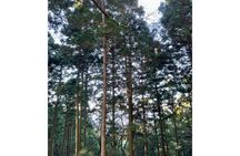Tokyo: Mt. Takao Hidden Gem Hike & Summit Ramen (Gear Included)