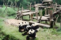 Chengdu Panda Base and City Highlights Private Tour