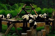 Chengdu Panda Base and City Highlights Private Tour