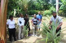 Flavors of Soufrière Farm Visit and Tropical Fruit Tasting