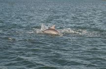 Cocoa Beach Dolphin and Wildlife Eco Activity