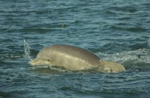 Cocoa Beach Dolphin and Wildlife Eco Activity