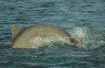 Cocoa Beach Dolphin and Wildlife Eco Activity