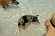 Fast Track Swimming Pigs Encounter
