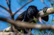 Manuel Antonio National Park Guided Tour