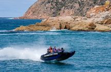 Phillip Island: High-Speed Sea Caves Boat Tour with Seal Sighting