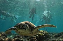 Private Gili Snorkelling Tour: Turtles & Reefs + GoPro + Drinks