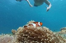 Private Gili Snorkelling Tour: Turtles & Reefs + GoPro + Drinks