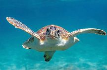 Vieques: Snorkeling Tour with Sea Turtles and Stingrays