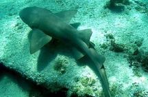 Vieques: Snorkeling Tour with Sea Turtles and Stingrays
