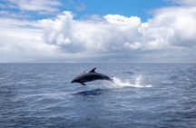 Cocoa Beach Dolphin and Wildlife Eco Activity