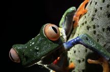 La Fortuna Night Walk - Sloths, Frogs, & Wildlife (Small Group)