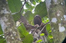 La Fortuna Night Walk - Sloths, Frogs, & Wildlife (Small Group)