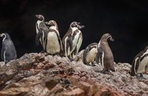 Full day Paracas Ica Tourist Transport from Lima