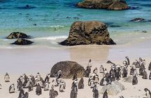 Half Day Penguin And Whale Watching