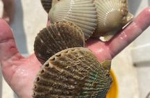 Underwater adventure! Snorkel For Scallops!
