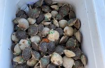 Underwater adventure! Snorkel For Scallops!