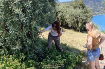 Oil-tasting experience in the area of Cefalu