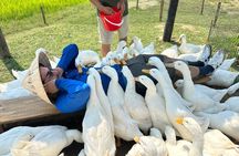Hoi An E car: Duck leader-buffalo ridding-farm experience-Boat
