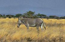 6 Days Safari Masai Mara Naivasha Amboseli Adventure