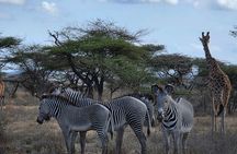 6 Days Safari Masai Mara Naivasha Amboseli Adventure