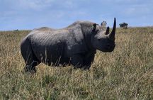 6 Days Safari Masai Mara Naivasha Amboseli Adventure