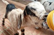 Lanzarote: Award-Winning Goat Cheese & Wine Tasting at Rural Farm