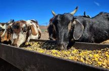 Tenerife: Artisan Cheese Farm Tour with Chesse Tasting & Wine