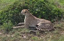 4 Day Masai Mara and Nakuru Flamingos Safari Experience