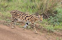4 Day Masai Mara and Nakuru Flamingos Safari Experience