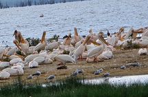 4 Day Masai Mara and Nakuru Flamingos Safari Experience