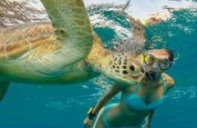 Guided Snorkel With Sea Turtles Green Island + Rum Punch + Snack