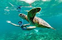 Guided Snorkel With Sea Turtles Green Island + Rum Punch + Snack