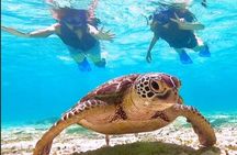 Guided Snorkel With Sea Turtles Green Island + Rum Punch + Snack