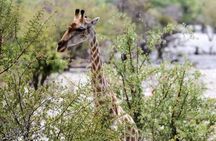 6 Day Sand, Sea & Etosha Budget Camping Safari