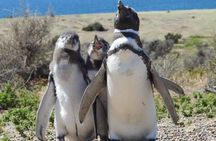 Animal watching in Punta Tombo and Isla Escondida