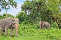 Samui Viewpoint Elephant Pig Island and Snorkeling with Lunch