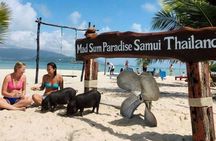 Koh Samui: Viewpoint, Elephant, Pig Island & Snorkel + Lunch
