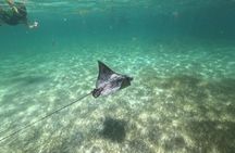 Snorkeling with Turtles in Akumal Bay