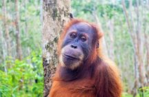 Orangutan Haven Day Tour