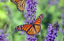 Jozani Forest Butterfly Center and Mtende Beach