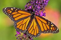 Jozani Forest Butterfly Center and Mtende Beach