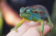 Jozani Forest Butterfly Center and Mtende Beach