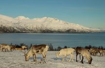 Arctic Fjords and Coastal Landscapes Road Trip